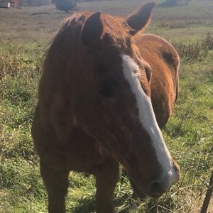 Meet your Posher, Oliver